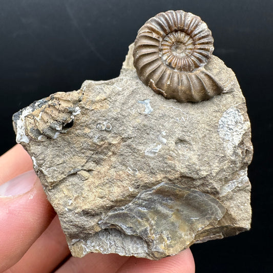 Androgynoceras capricornus Ammonite Fossil With Stand - Whitby, North Yorkshire Jurassic Coast Yorkshire Fossils