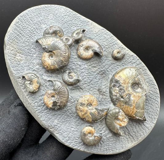 Eleganticeras Elegantulum ammonite fossil with box and stand - Whitby, North Yorkshire Jurassic Coast, Yorkshire Fossils