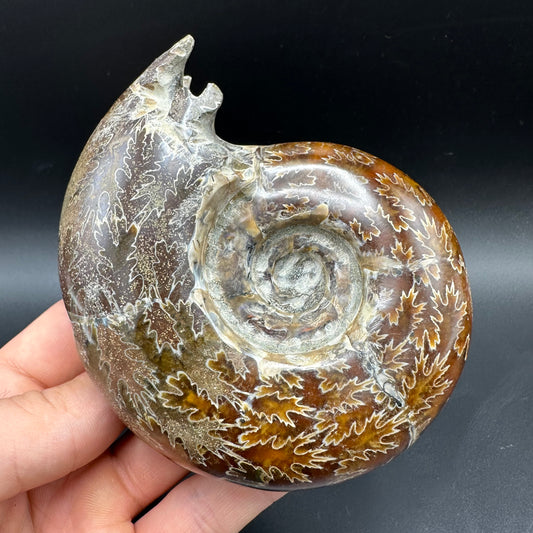 Puzosia Ammonite Fossil With Box And Stand - Cretaceous Ammonite Madagascar