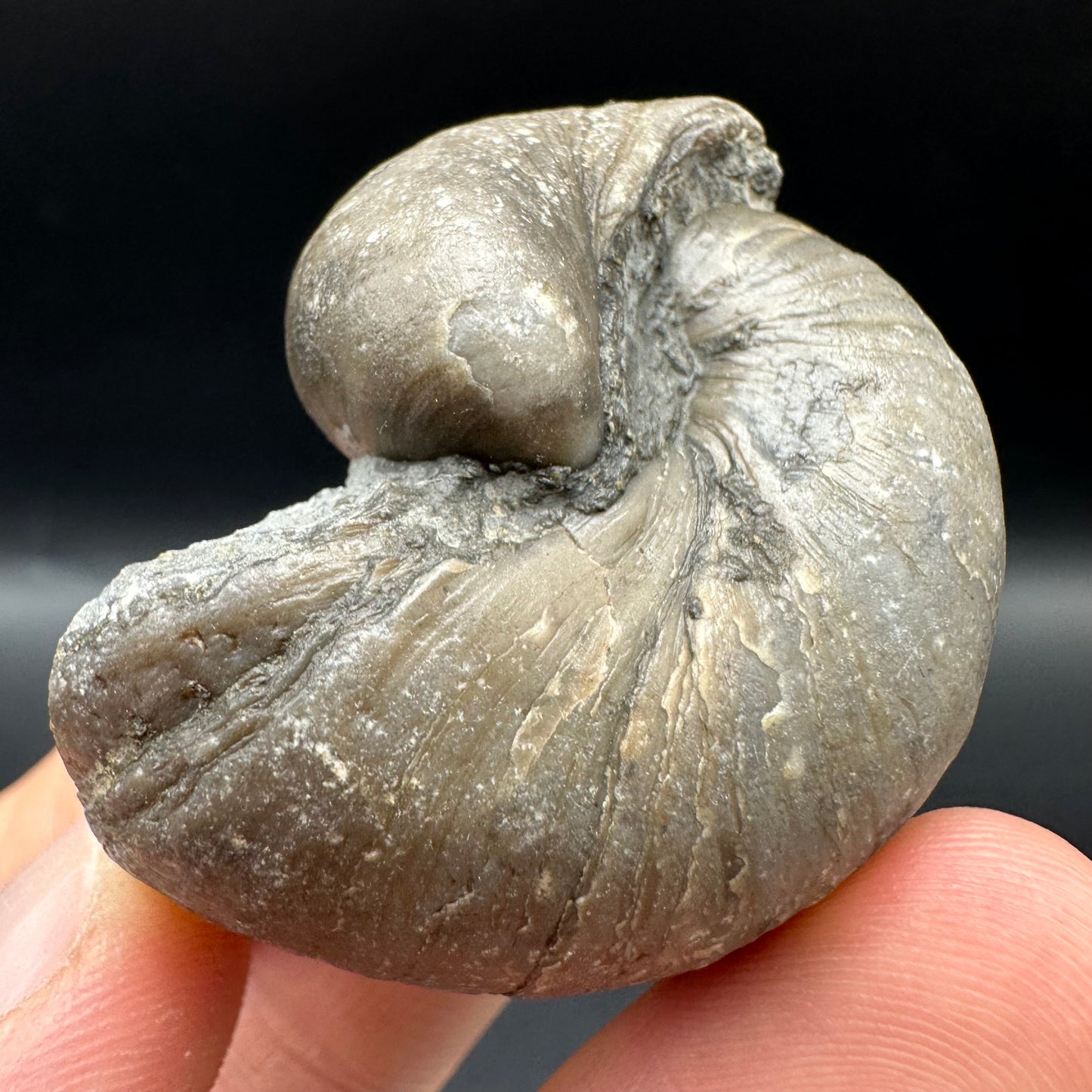 Gryphaea shell fossil with box and stand - Whitby, North Yorkshire, Jurassic Coast, Yorkshire Fossils found on the Jurassic Coast