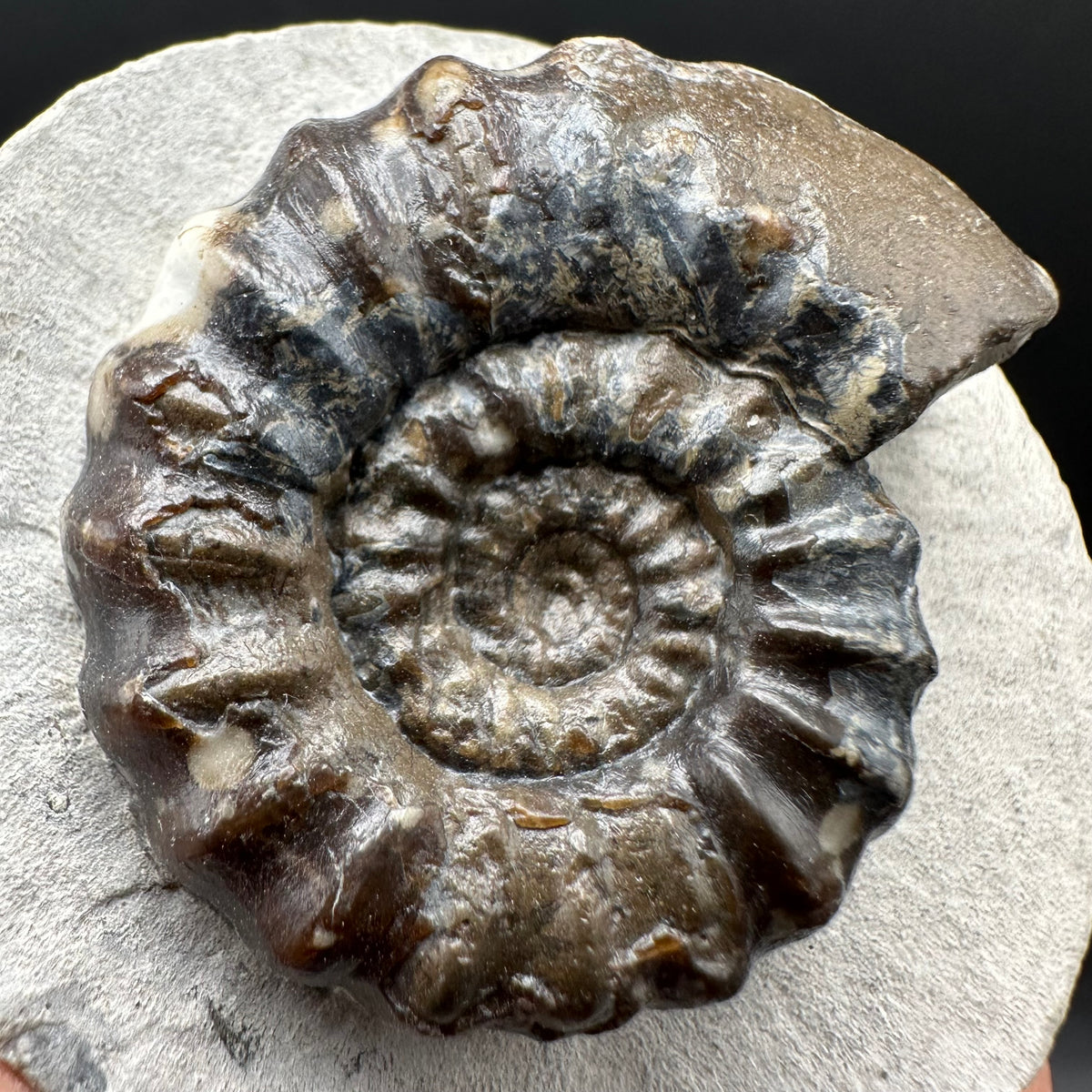 Androgynoceras maculatum ammonite fossil with box and stand - Whitby, North Yorkshire Jurassic Coast Yorkshire Fossils