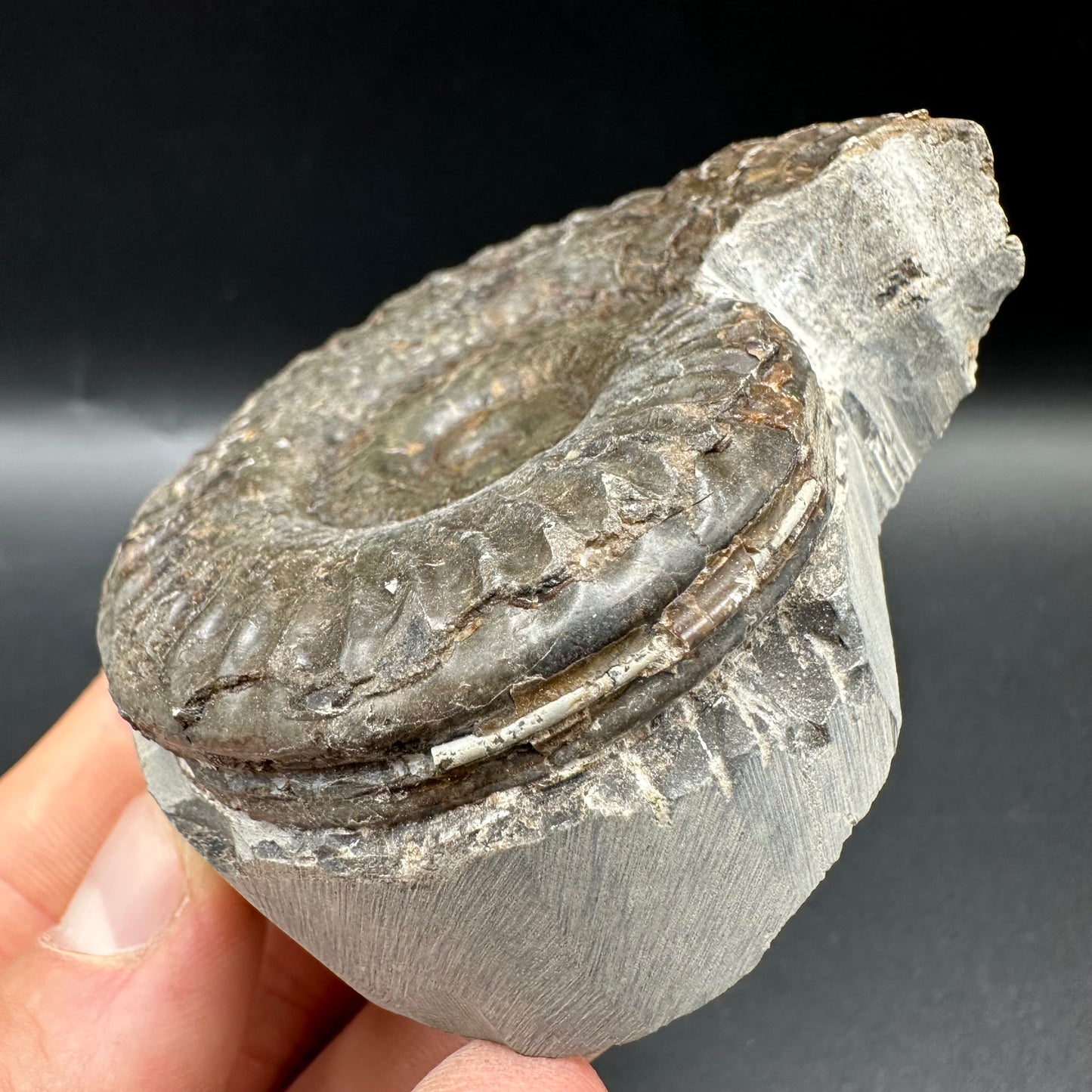 Hildoceras lusitanicum Ammonite fossil with box and stand - Whitby, North Yorkshire, Jurassic Coast, Yorkshire Fossils from the Jurassic Coast