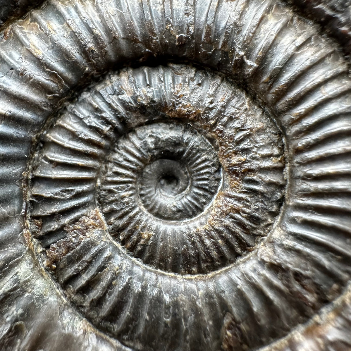 Dactylioceras Ammonite Fossil With Stand - Whitby, North Yorkshire Jurassic Coast Yorkshire Fossils