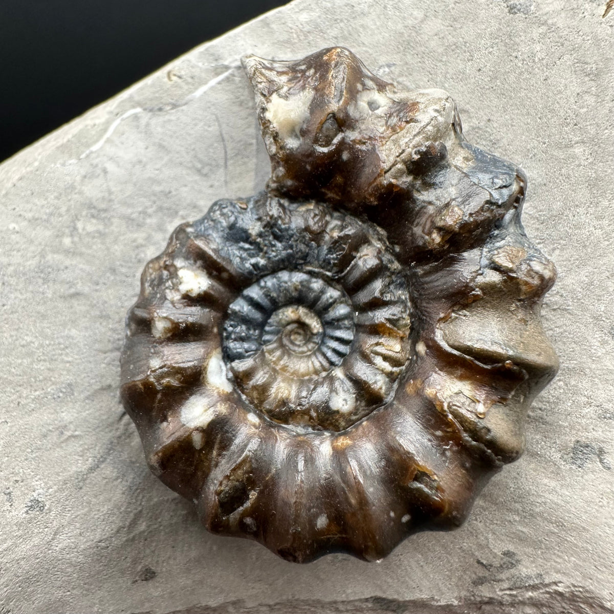 Androgynoceras maculatum ammonite fossil with stand - Whitby, North Yorkshire Jurassic Coast Yorkshire Fossils