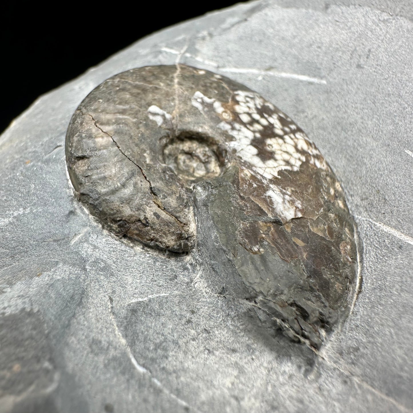 Pseudolioceras lythense Ammonite fossil with box and stand - Whitby, North Yorkshire, Yorkshire Fossils on the Jurassic Coast