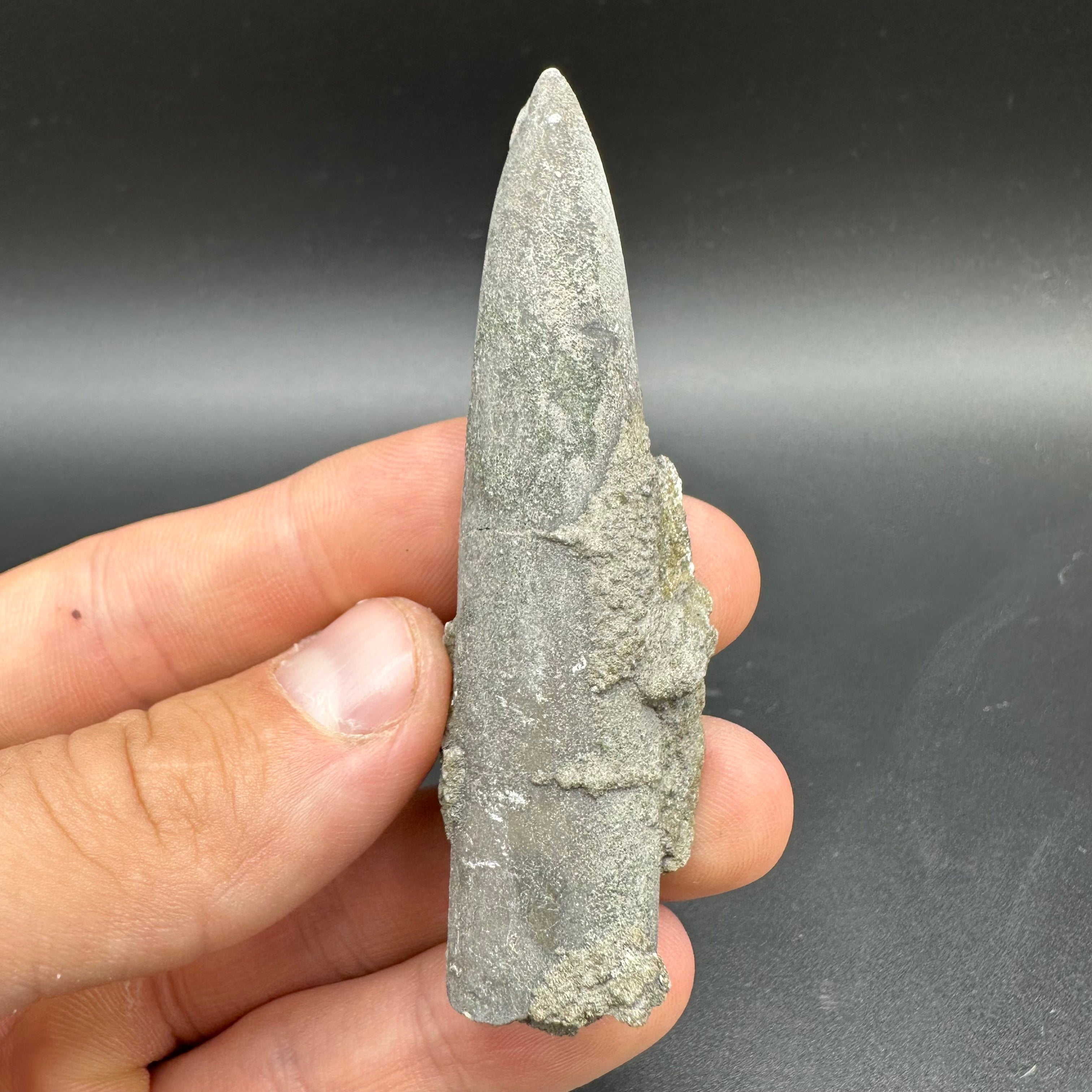 Belemnite (Fossil Squid) shell fossil - Whitby, North Yorkshire Jurass ...