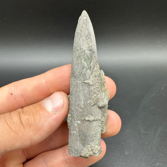 Belemnite (Fossil Squid) shell fossil - Whitby, North Yorkshire Jurassic Coast Yorkshire Fossils