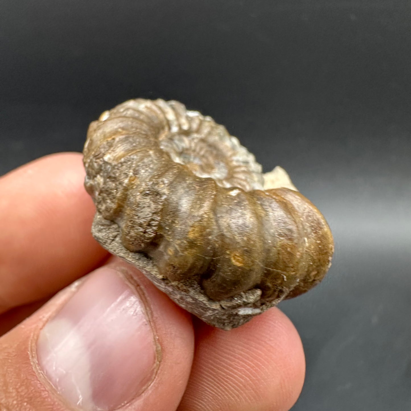 Androgynoceras capricornus Ammonite Fossil With Box And Stand - Whitby, North Yorkshire Jurassic Coast Yorkshire Fossils