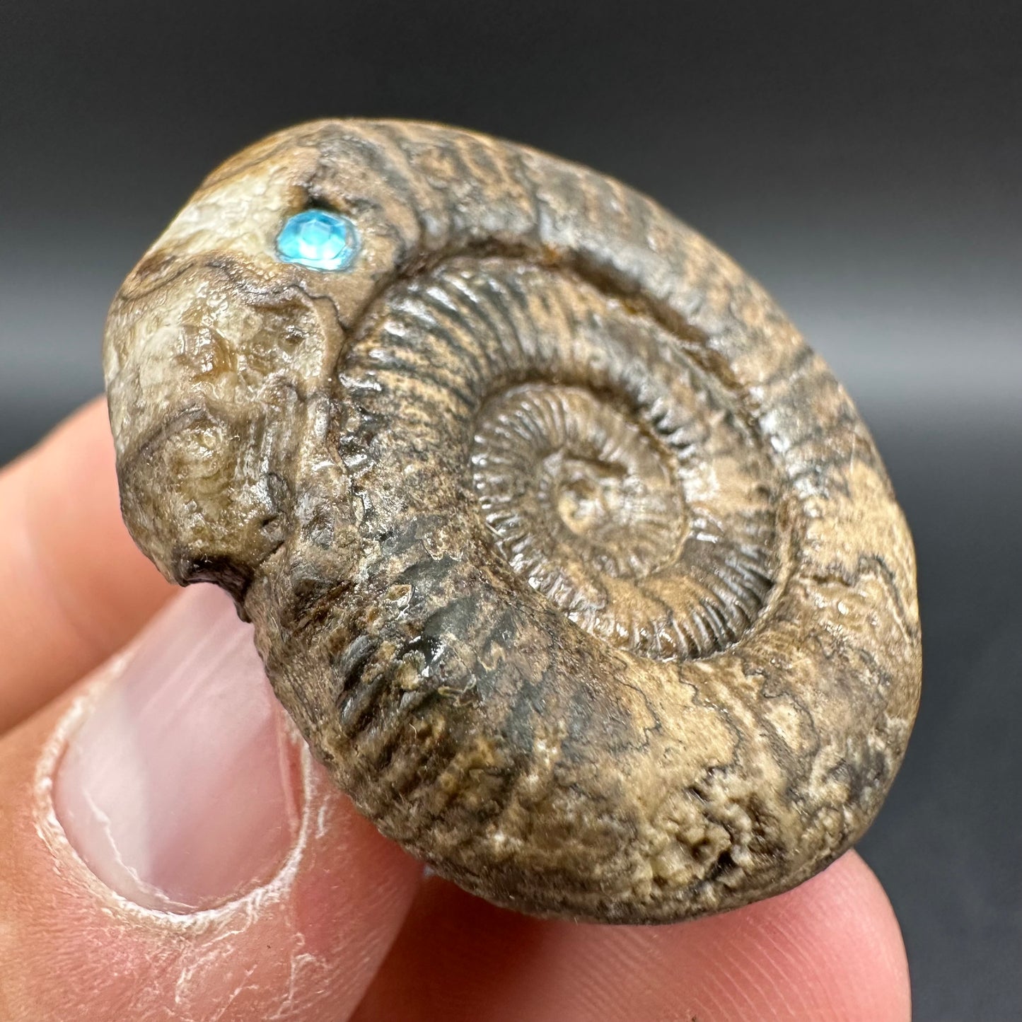 Snakestone Ammonite Fossil With Bag/Box And Stand - Whitby, North Yorkshire Jurassic Coast Yorkshire Fossils