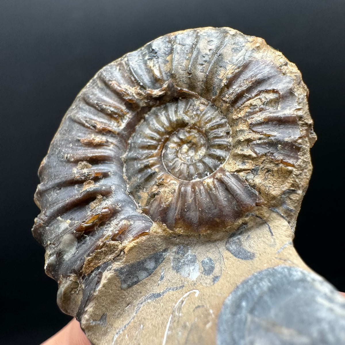 Pleuroceras paucicostatum ammonite fossil with box and stand - Whitby, North Yorkshire Jurassic Coast Yorkshire Fossils