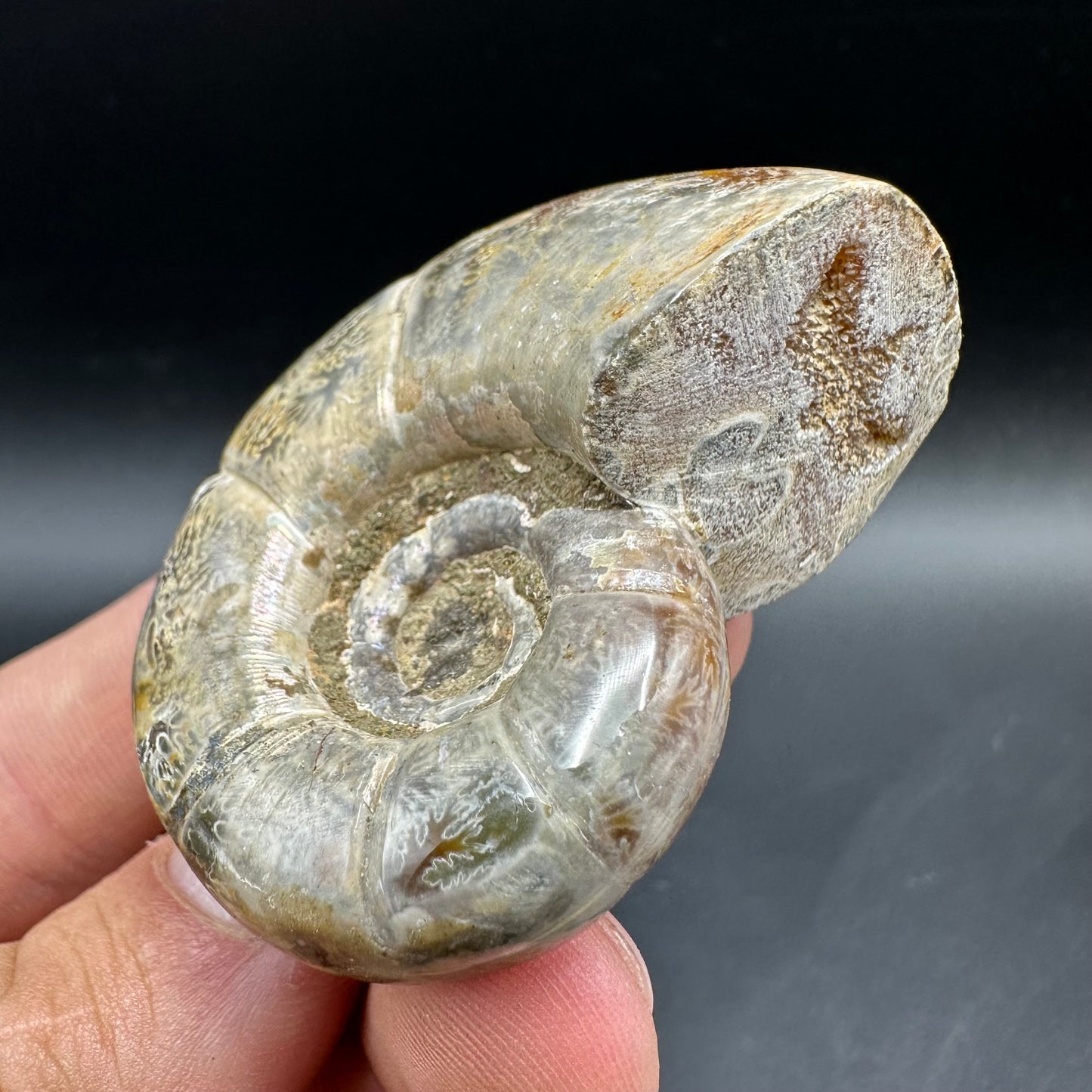 Lytoceras Ammonite Fossil With Box And Stand - Cretaceous Ammonite Madagascar