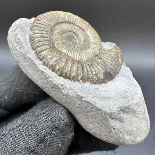 Dactylioceras Ammonite Fossil With Box And Stand - Whitby, North Yorkshire Jurassic Coast Yorkshire Fossils