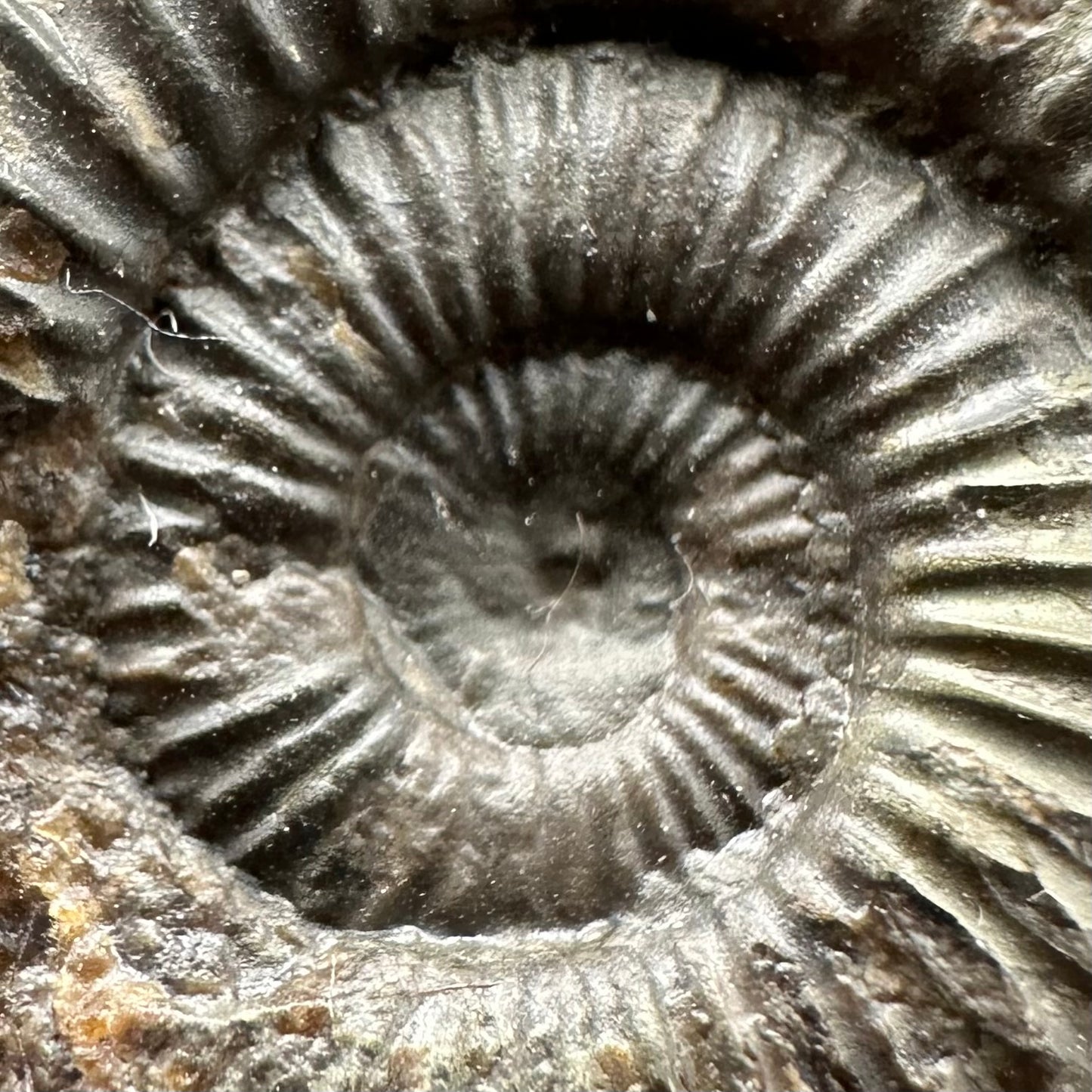 Dactylioceras Ammonite Fossil Gift Set - Whitby, North Yorkshire Jurassic Coast Yorkshire Fossils