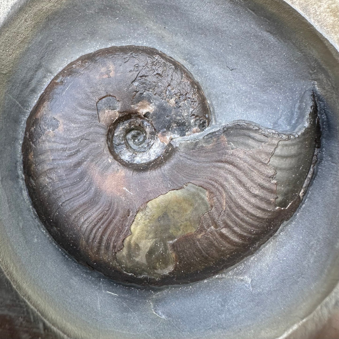 Golden Egg (GENUINE) Ammonite Fossil With Stand - Whitby, North Yorkshire Jurassic Coast Yorkshire Fossils