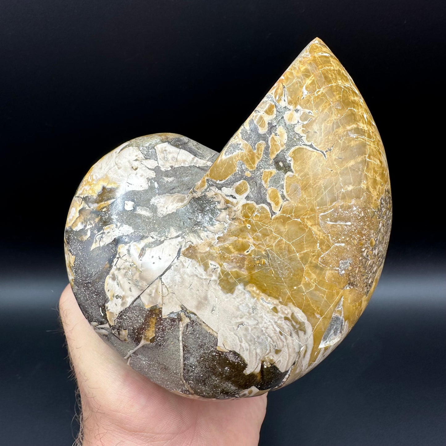 Cenoceras Nautilus Fossil With Stand - Middle Cretaceous Madagascar