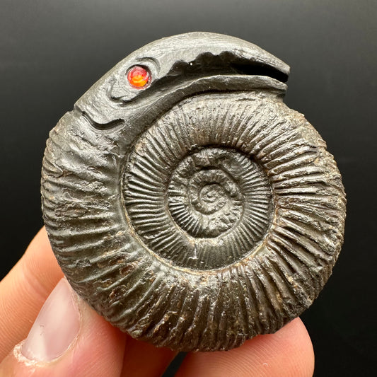 Snakestone Ammonite Fossil With Bag/Box And Stand - Whitby, North Yorkshire Jurassic Coast Yorkshire Fossils
