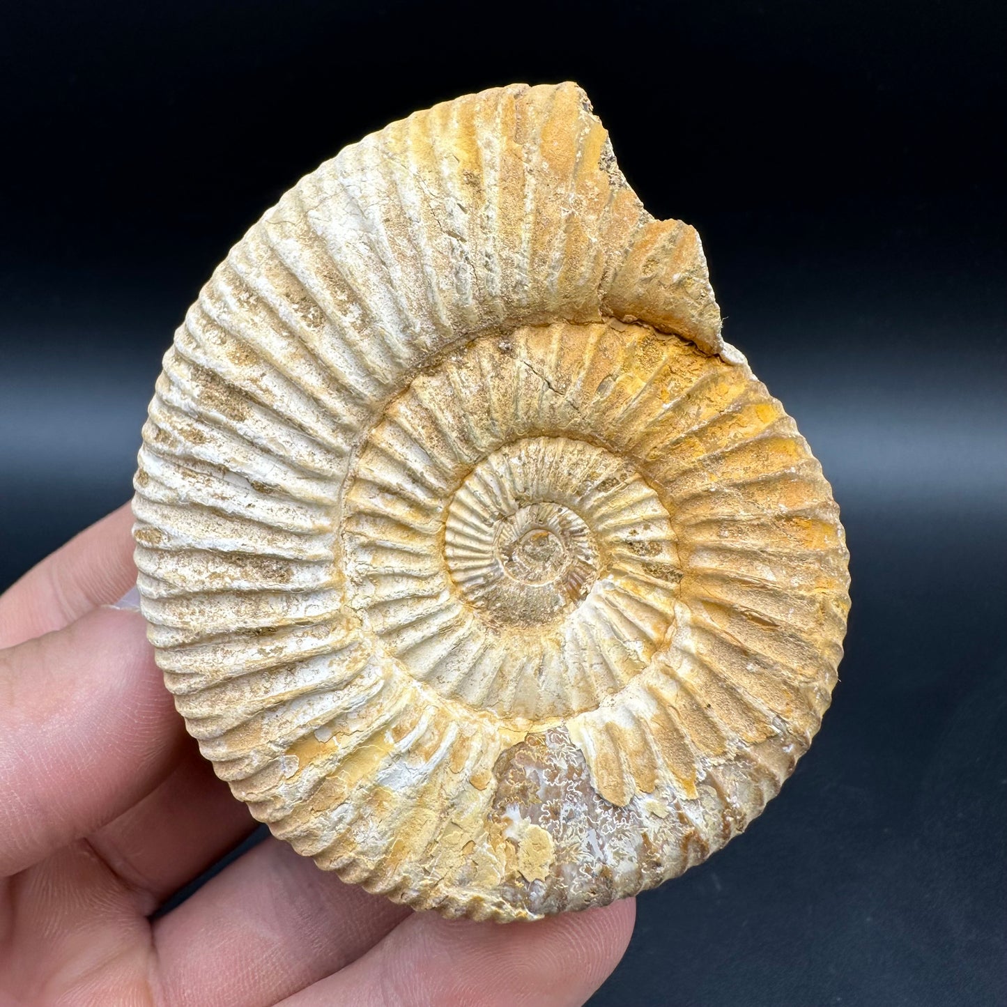 Dichotomosphinctes Ammonite Fossil With Box And Stand - Middle Jurassic Ammonite Madagascar