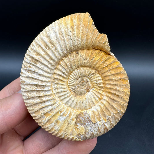 Dichotomosphinctes Ammonite Fossil With Box And Stand - Middle Jurassic Ammonite Madagascar