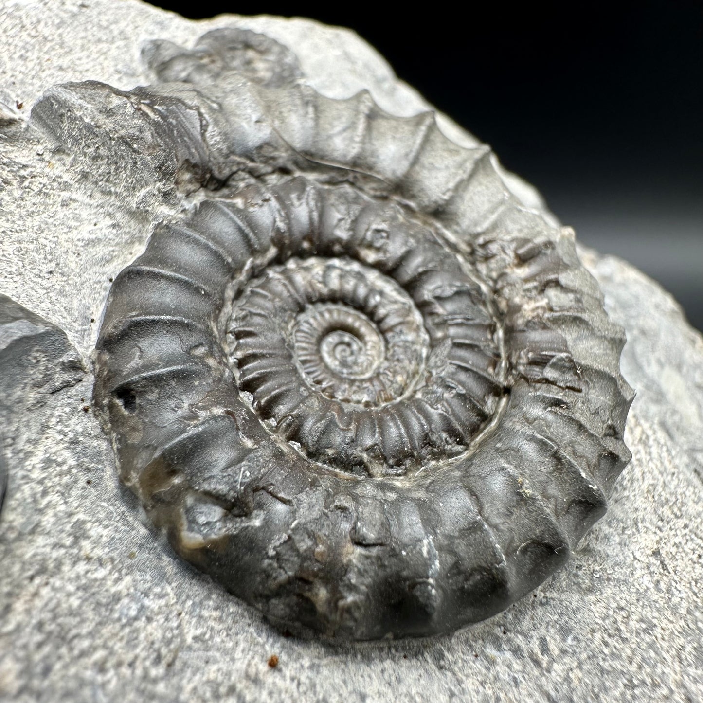 Arnioceras ammonite shell fossil with box and stand - Whitby, North Yorkshire Jurassic Coast Yorkshire Fossils