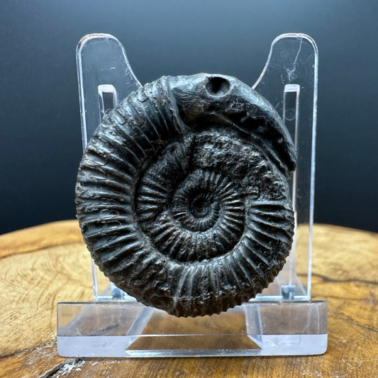 Snakestone Ammonite Fossil With Bag/Box And Stand - Whitby, North Yorkshire Jurassic Coast Yorkshire Fossils