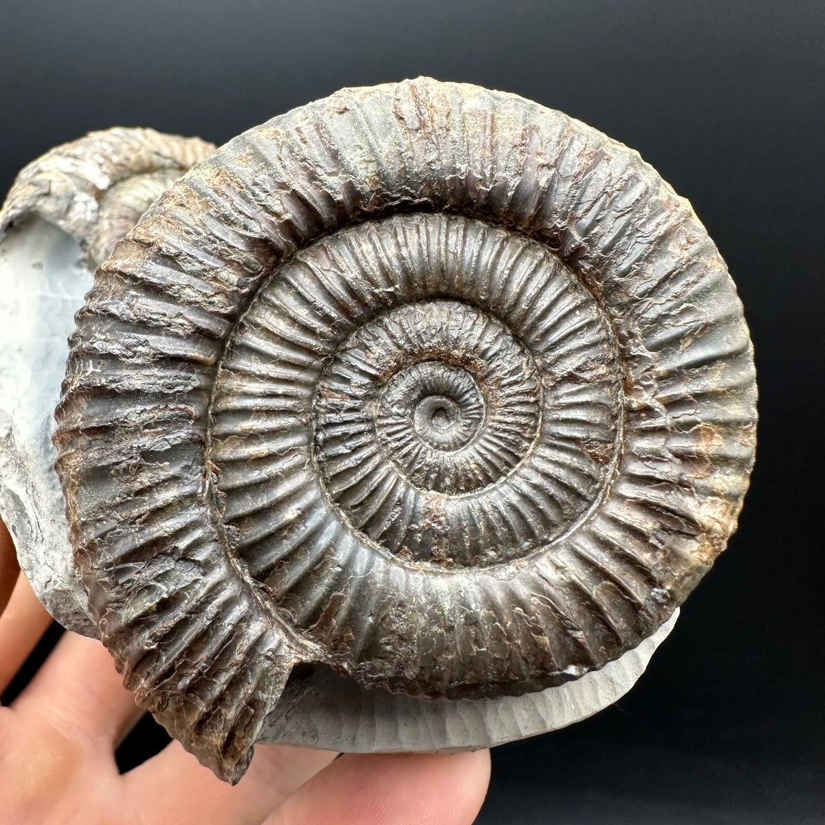 Dactylioceras Ammonite Fossil With Stand - Whitby, North Yorkshire Jurassic Coast Yorkshire Fossils