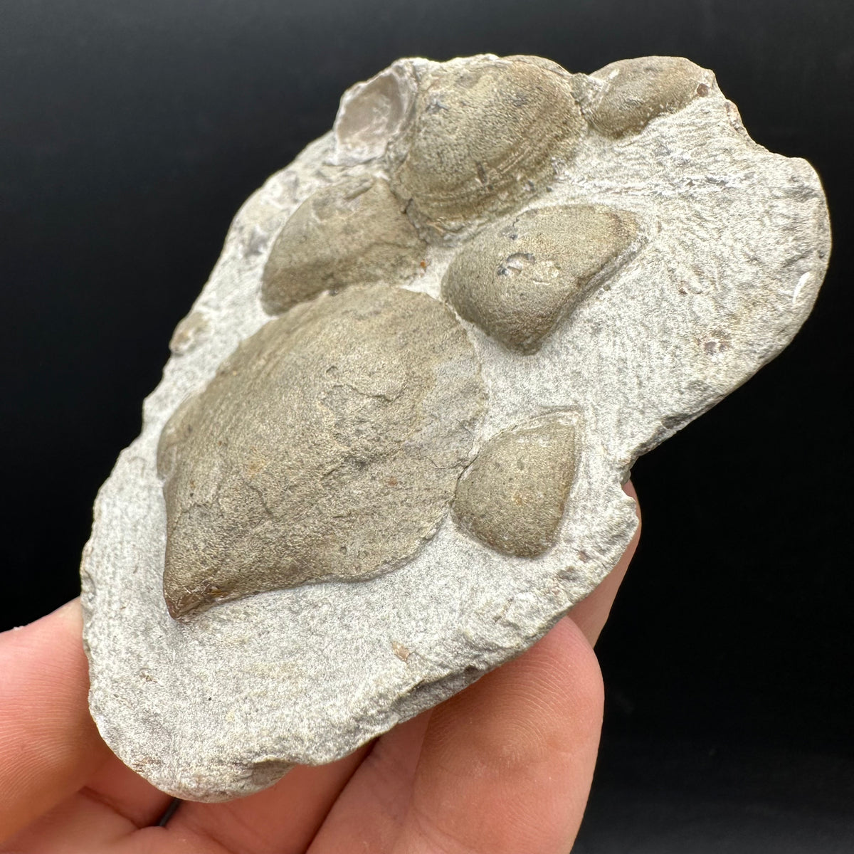 Shell fossil with stand - Whitby, North Yorkshire, Jurassic Coast, Yorkshire Fossils