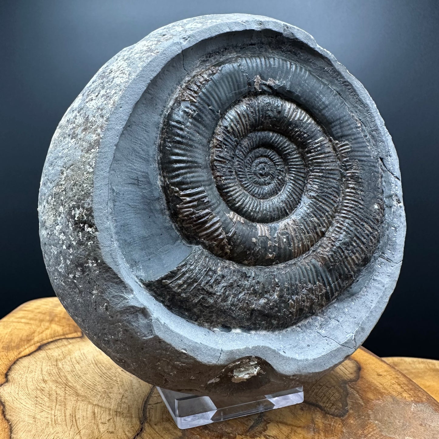 Dactylioceras tenuicostatum Ammonite fossil with box and stand - Whitby, North Yorkshire Jurassic Coast