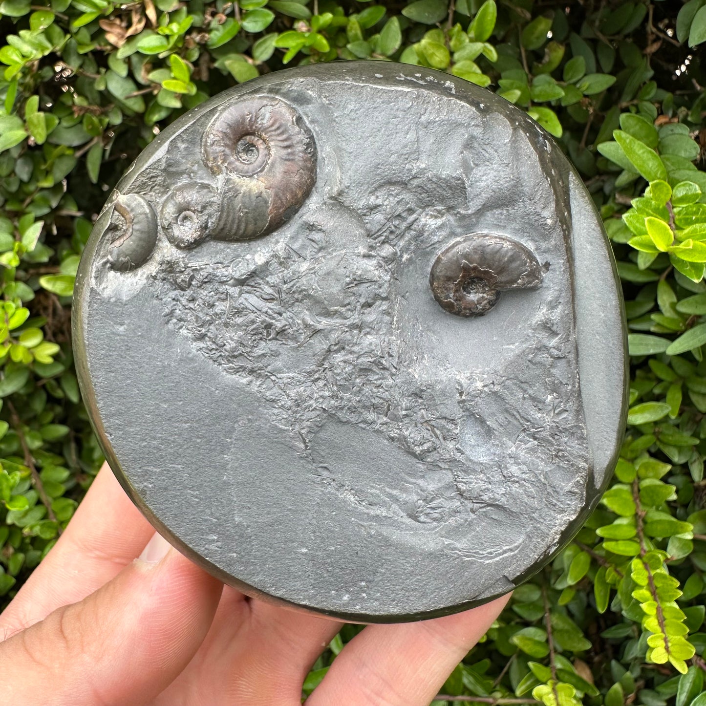 Golden Egg (GENUINE) Ammonite Fossil With Stand - Whitby, North Yorkshire Jurassic Coast Yorkshire Fossils