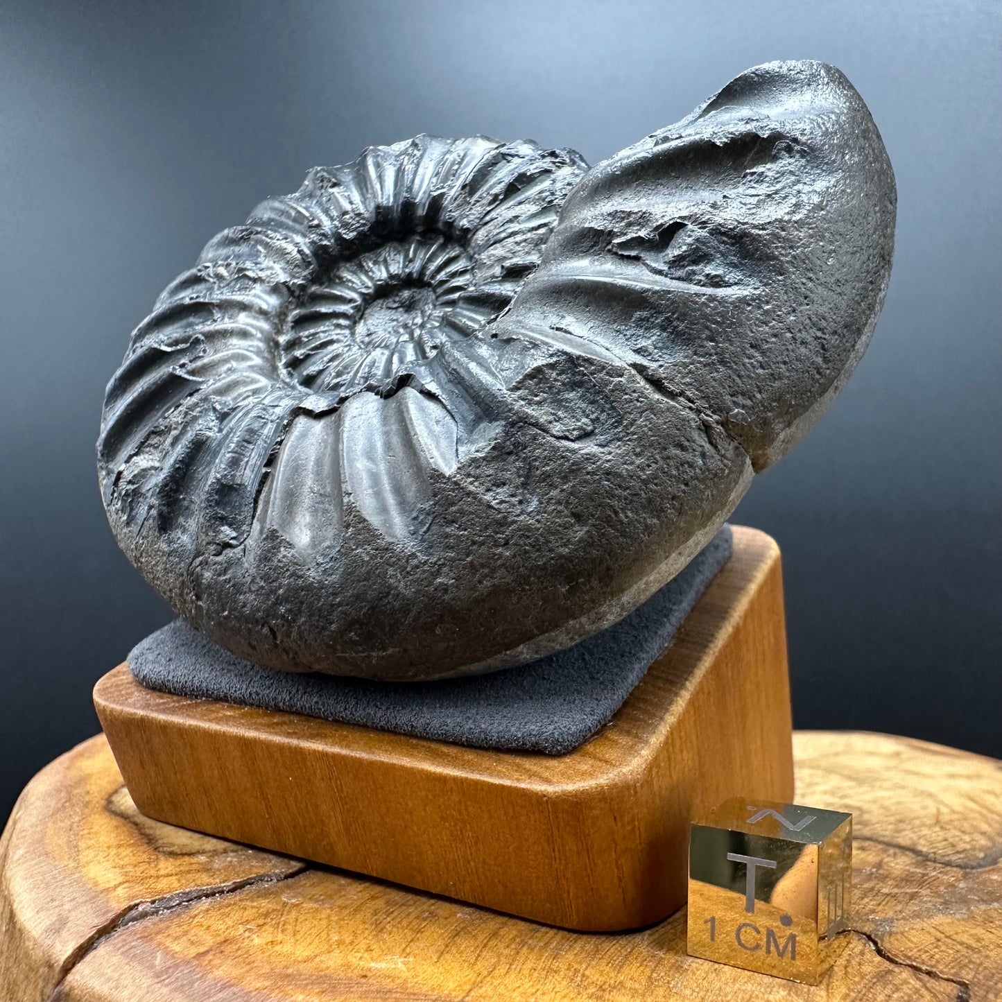 Asteroceras Ammonite fossil with box and stand - Whitby, North Yorkshire Jurassic Coast Yorkshire Fossils
