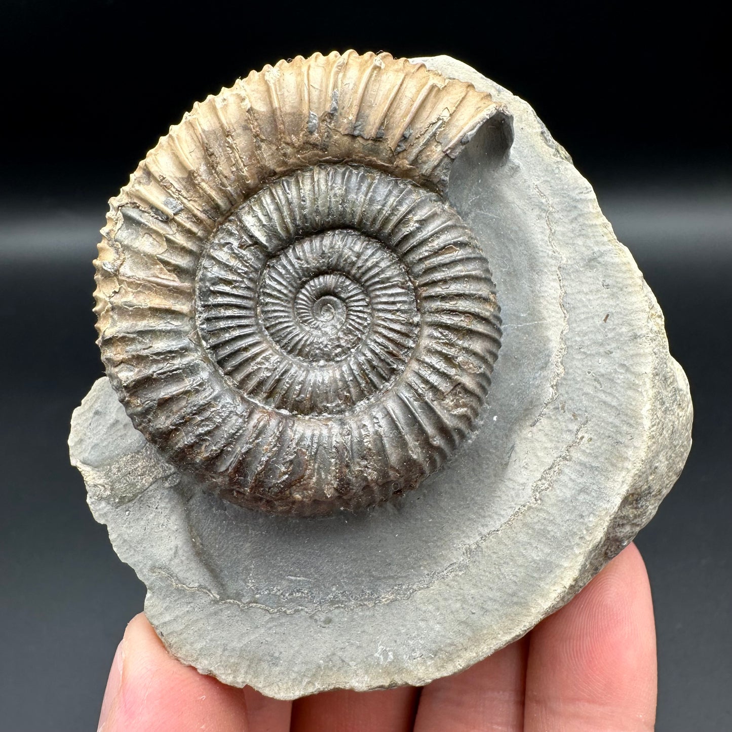 Dactylioceras Ammonite Fossil With Box And Stand - Whitby, North Yorkshire Jurassic Coast Yorkshire Fossils