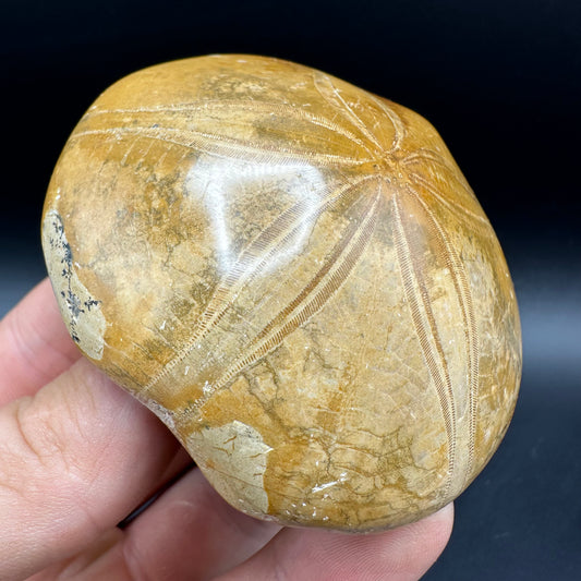 Holectypus Sea Urchin Fossil With Box And Stand - Middle Jurassic Madagascar