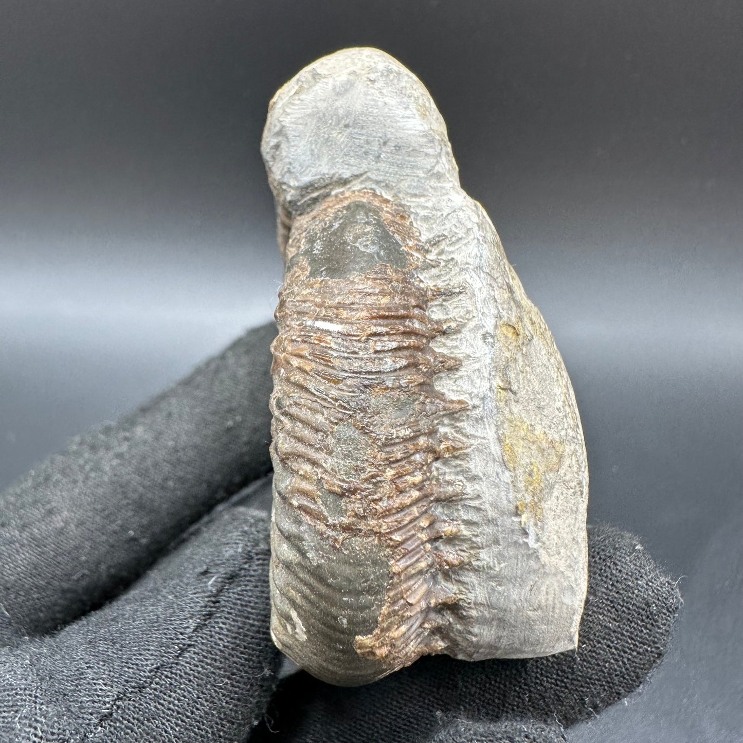 Peronoceras fibulatum Ammonite fossil with box and stand - Whitby, North Yorkshire Jurassic Coast Yorkshire Fossils