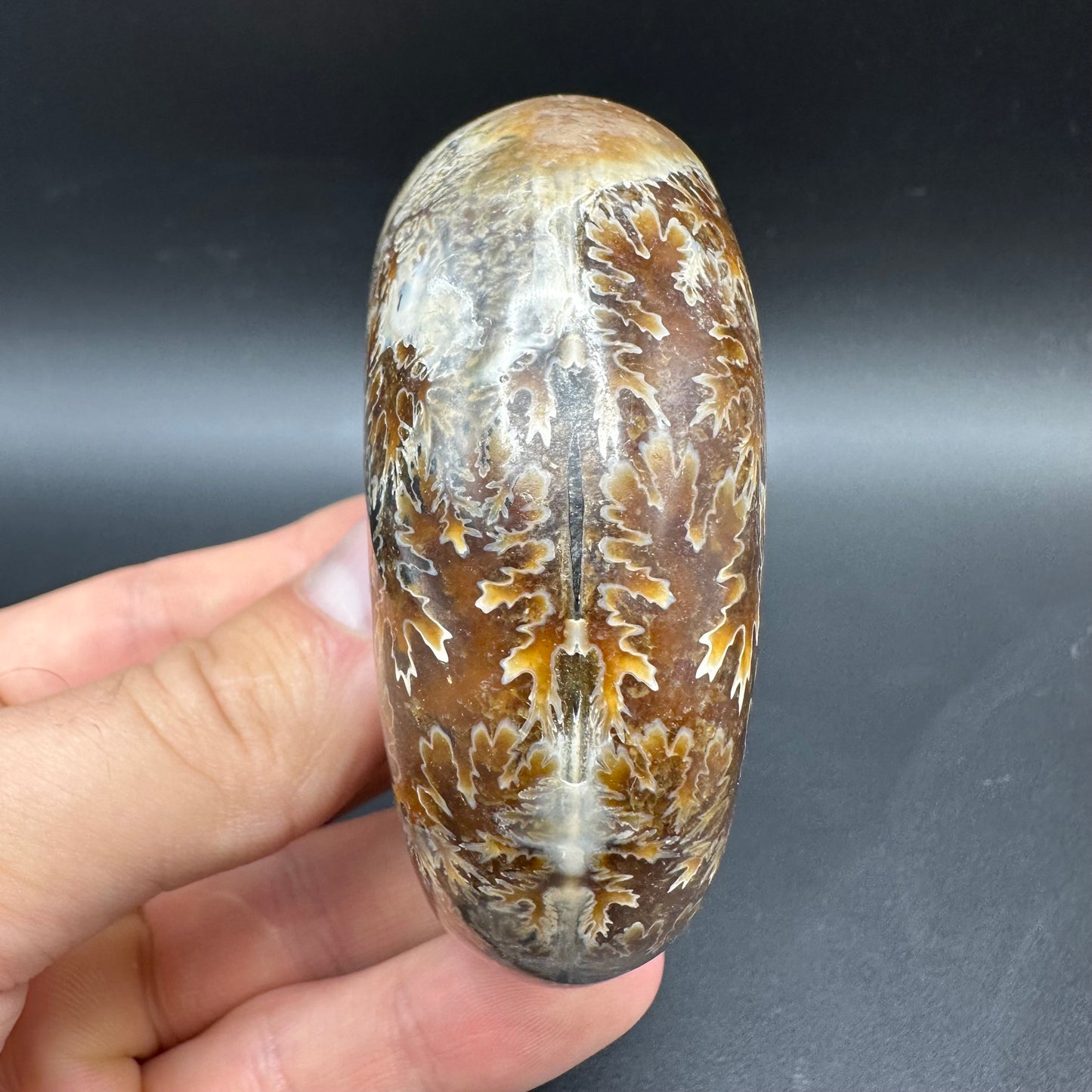 Puzosia Ammonite Fossil With Box And Stand - Cretaceous Ammonite Madagascar