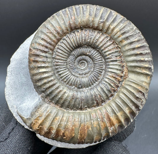 Dactylioceras Ammonite Fossil With Box And Stand - Whitby, North Yorkshire Jurassic Coast Yorkshire Fossils