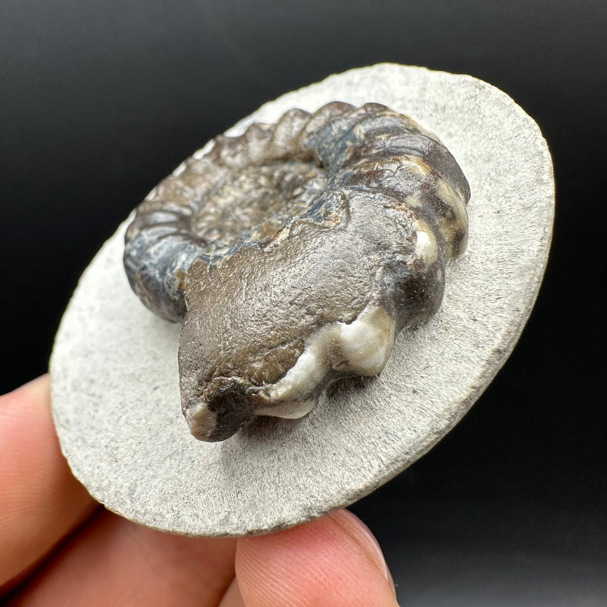 Androgynoceras maculatum ammonite fossil with box and stand - Whitby, North Yorkshire Jurassic Coast Yorkshire Fossils