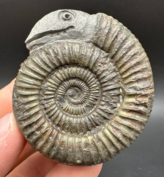 Snakestone Ammonite Fossil With Bag/Box And Stand - Whitby, North Yorkshire Jurassic Coast Yorkshire Fossils