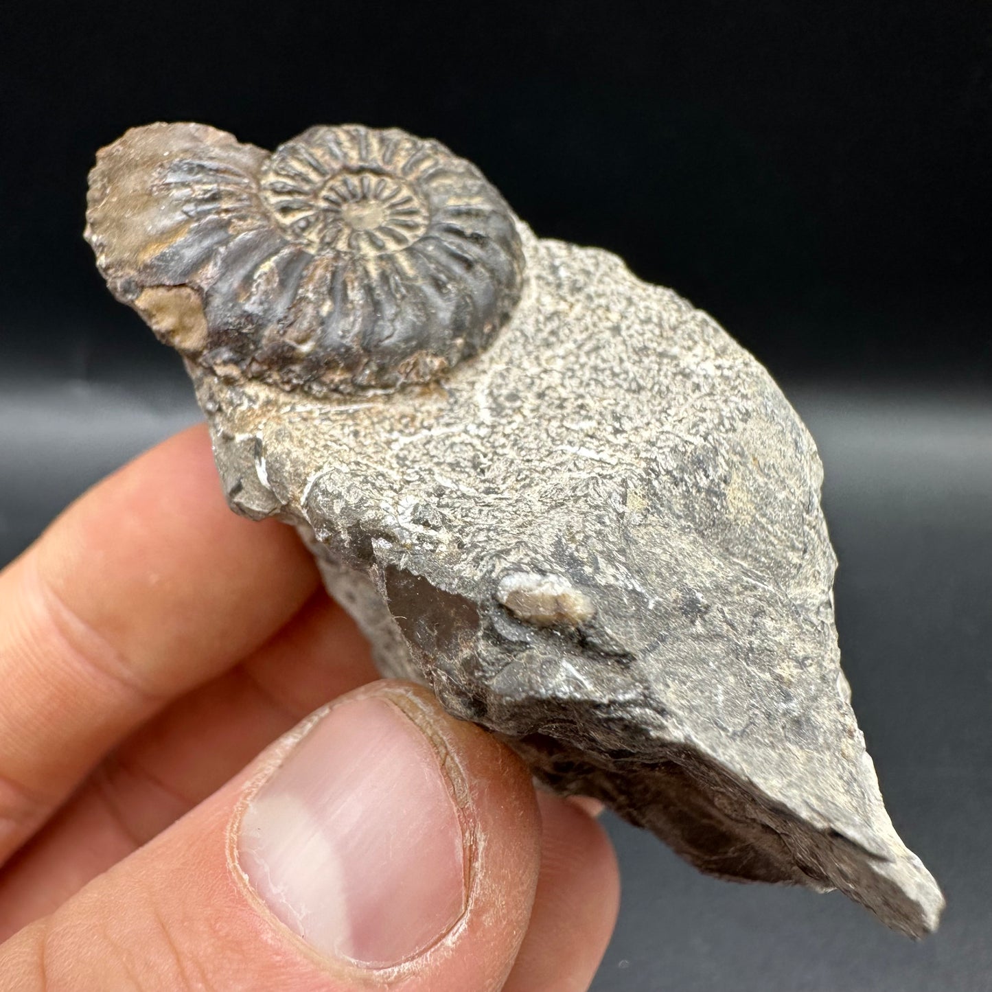 Amaltheus subnodosus Ammonite fossil with box and stand - Whitby, North Yorkshire Jurassic Coast Yorkshire Fossils