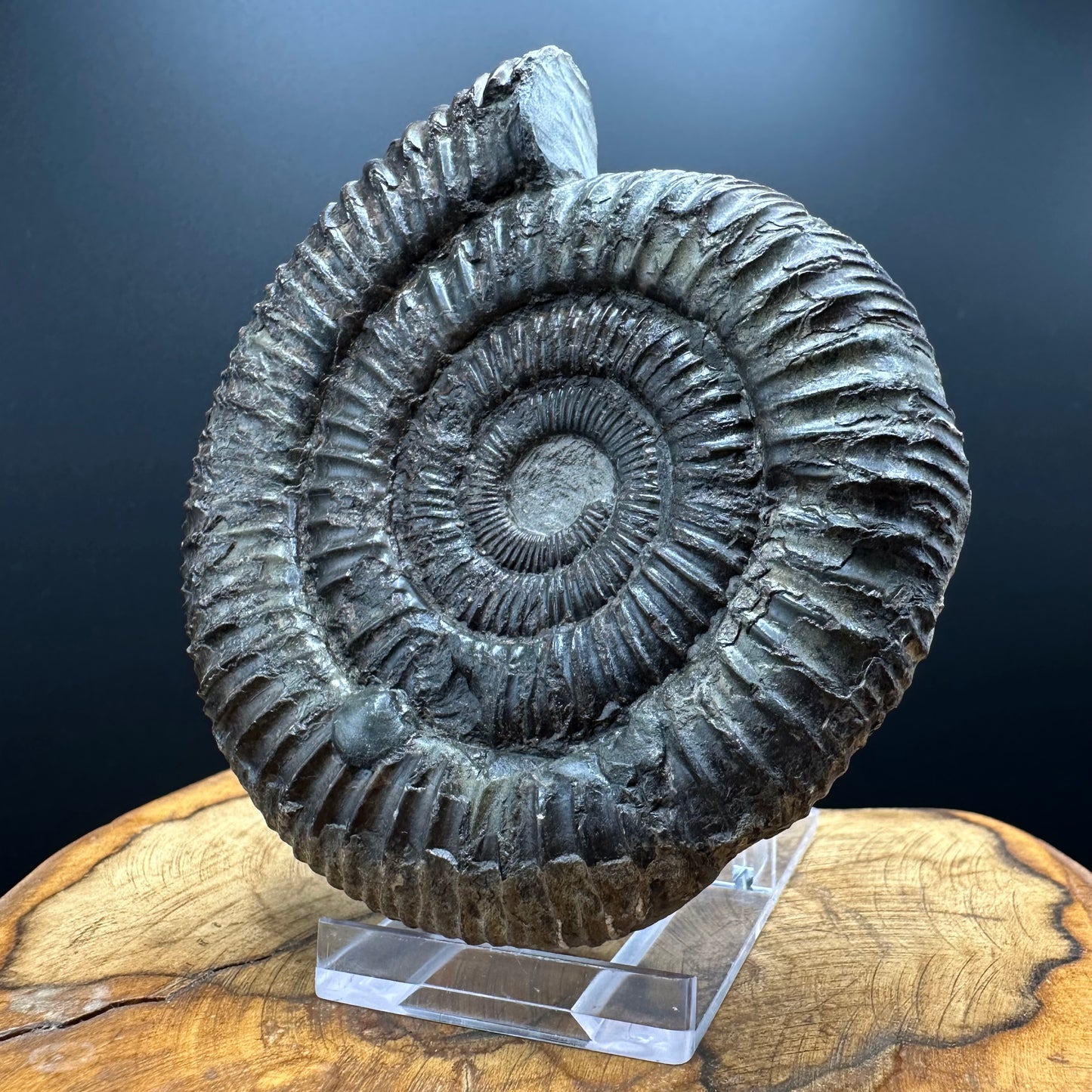 Dactylioceras Ammonite Fossil With box and Stand - Whitby, North Yorkshire Jurassic Coast Yorkshire Fossils