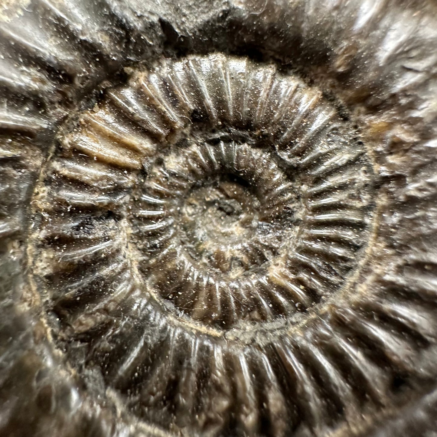 Dactylioceras Ammonite Fossil With Box And Stand - Whitby, North Yorkshire Jurassic Coast Yorkshire Fossils