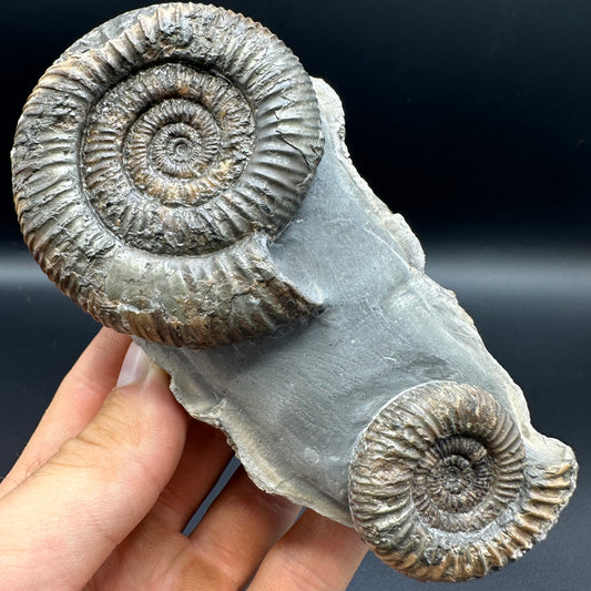 Dactylioceras Ammonite Fossil With Stand - Whitby, North Yorkshire Jurassic Coast Yorkshire Fossils