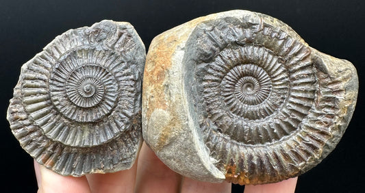 Dactylioceras Ammonite nodule (split pair) Fossil With Box And Stand - Whitby, North Yorkshire Jurassic Coast Yorkshire Fossils