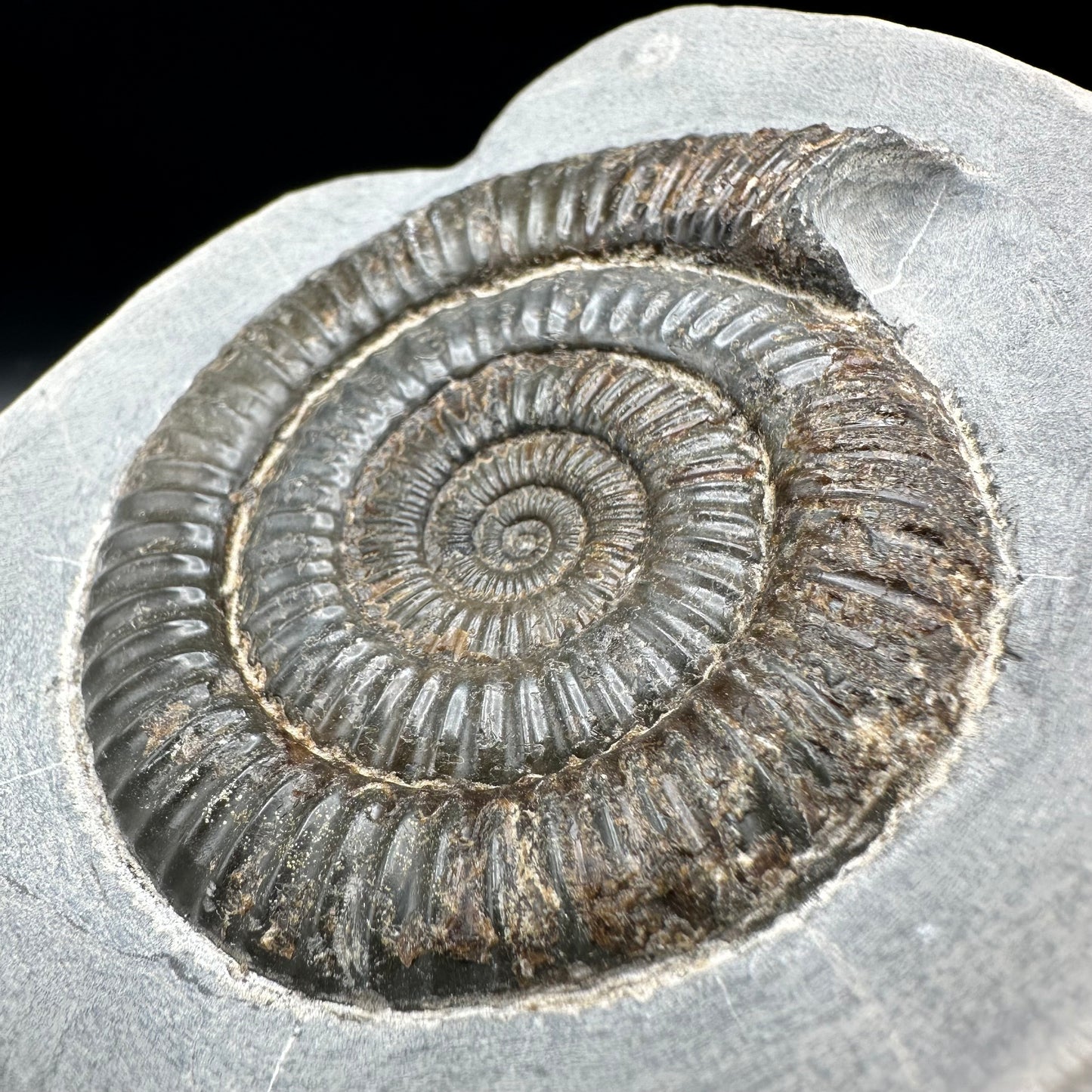 Dactylioceras Ammonite Fossil - Whitby, North Yorkshire Jurassic Coast Yorkshire Fossils