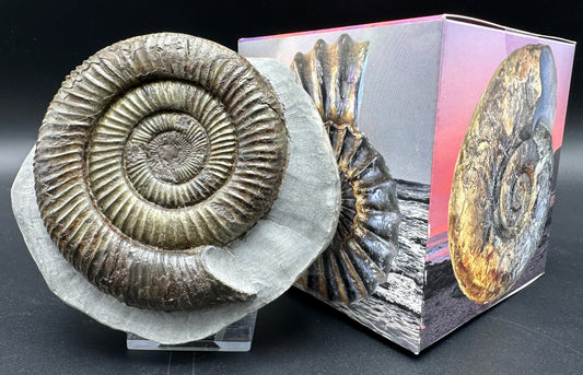 Dactylioceras Ammonite Fossil With Box And Stand - Whitby, North Yorkshire Jurassic Coast Yorkshire Fossils