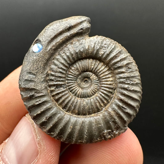 Snakestone Ammonite Fossil With Bag/Box And Stand - Whitby, North Yorkshire Jurassic Coast Yorkshire Fossils