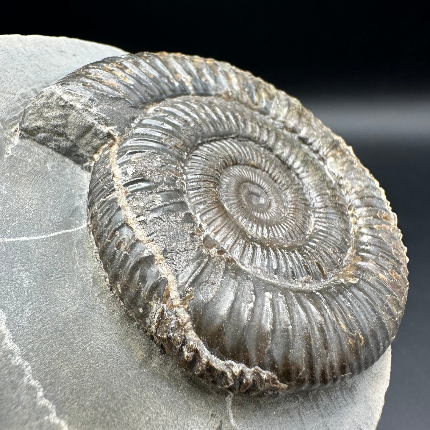 Dactylioceras Ammonite Fossil - Whitby, North Yorkshire Jurassic Coast Yorkshire Fossils