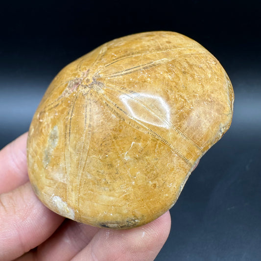 Holectypus Sea Urchin Fossil With Box And Stand - Middle Jurassic Madagascar