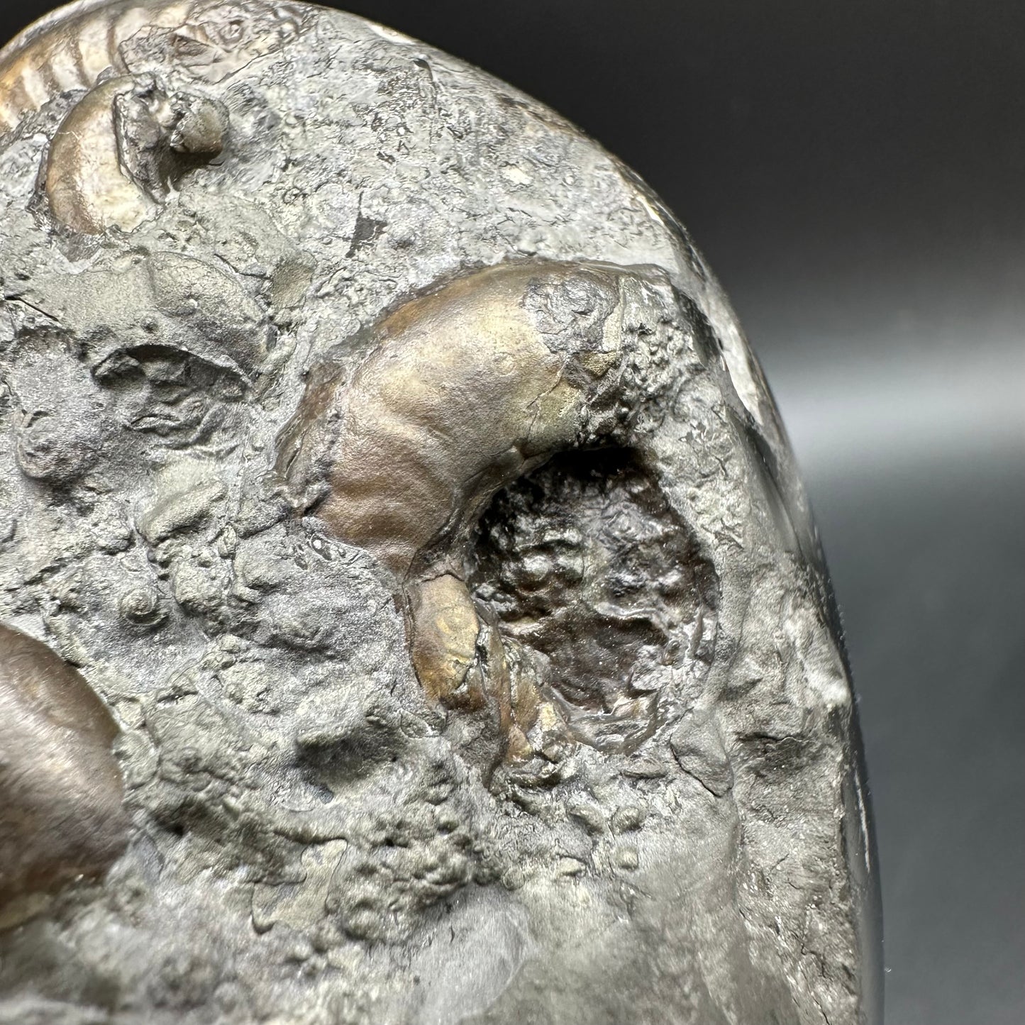 Golden Egg (GENUINE) Ammonite Fossil With Stand - Whitby, North Yorkshire Jurassic Coast Yorkshire Fossils