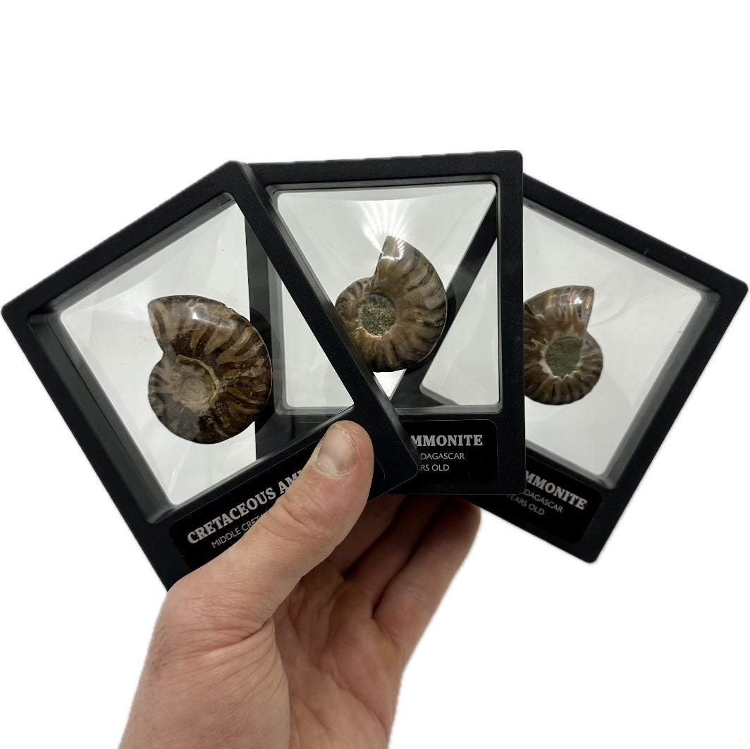 Shelled Madagascan Ammonite Fossil With Box And Display Case - Cretaceous Ammonite Fossil