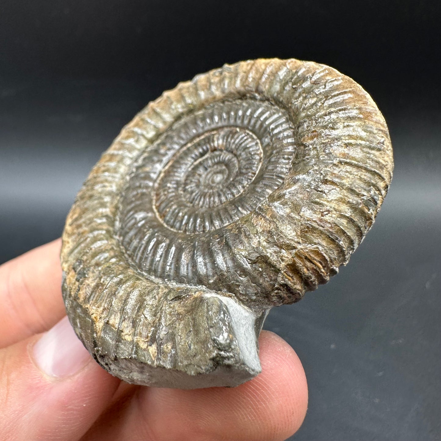 Dactylioceras Ammonite Fossil With box and Stand - Whitby, North Yorkshire Jurassic Coast Yorkshire Fossils