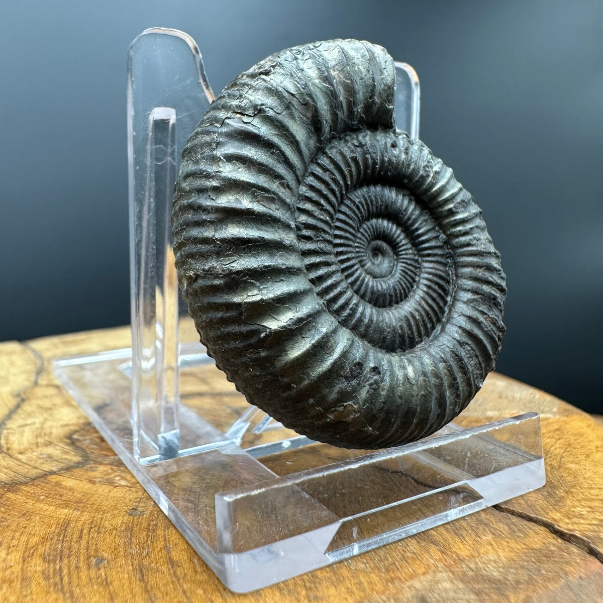 Dactylioceras Ammonite Fossil With box and Stand - Whitby, North Yorkshire Jurassic Coast Yorkshire Fossils